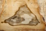 Polished Petrified Wood Stand-up - Sweethome, Oregon #199043-2